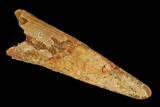 Fossil Pterosaur (Siroccopteryx) Tooth - Morocco #134655-1